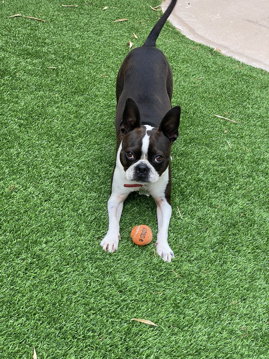BostonMaisy's tweet image. It’s Friday! Let’s play ball! #dogsox  #FridayFeeling #dogs 🎾🐾💚