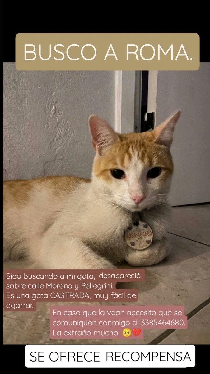 anpausim's tweet photo. Sigo buscando a mi gata Roma.
Agradezco su difusión 🥺💔😔
La extraño mucho. https://t.co/3BKhT0LE4Z