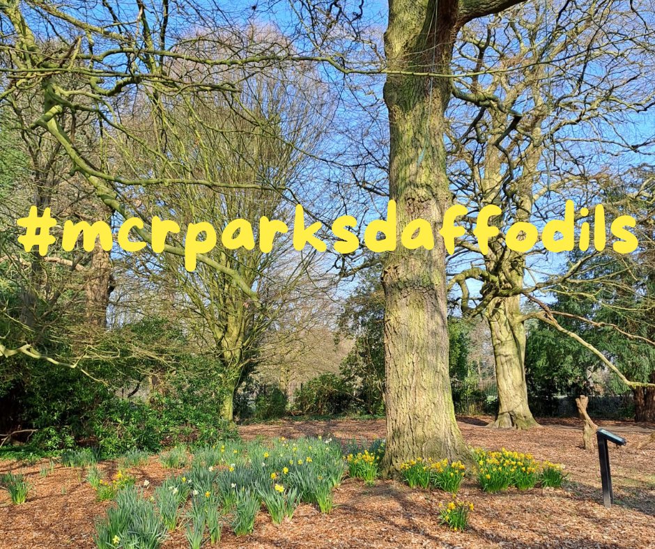 🌼 Embrace the vibrant hues of daffodil season! 🌼 Our parks are bursting with these cheerful blooms, adding a touch of sunshine to every corner. 🌞 Have you spotted them yet? Share your daffodil discoveries with us using #mcrparksdaffodils, and let's spread the joy together!📸✨