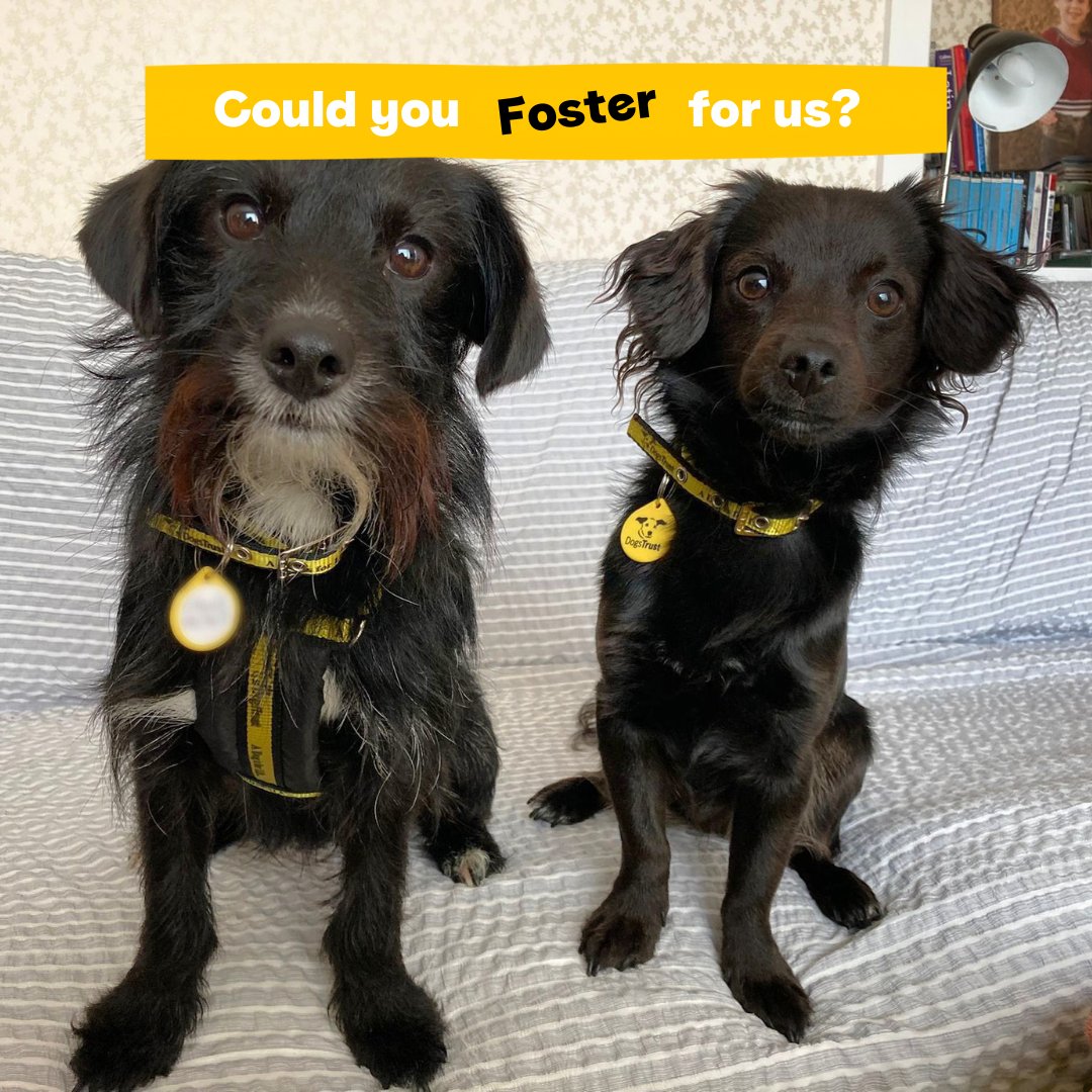 We are looking for dog lovers who are able to foster dogs while they wait for their forever home🐶🏡⁣ ⁣ We need people who:⁣ 🐾 are home most of the day⁣ 🐾 have their own garden⁣ 🐾 have their own transport⁣ ⁣ Apply now👉 bit.ly/3oMwLWu ⁣ @dogstrust