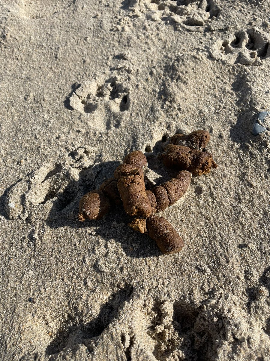 roryoleary's tweet photo. Despite the efforts of @wexfordcoco to remind people….some dog owners don’t seem to get the message. Please do better dog owners. Put the coliforms in a bag #cleanup #beach https://t.co/LCneRwqbVT