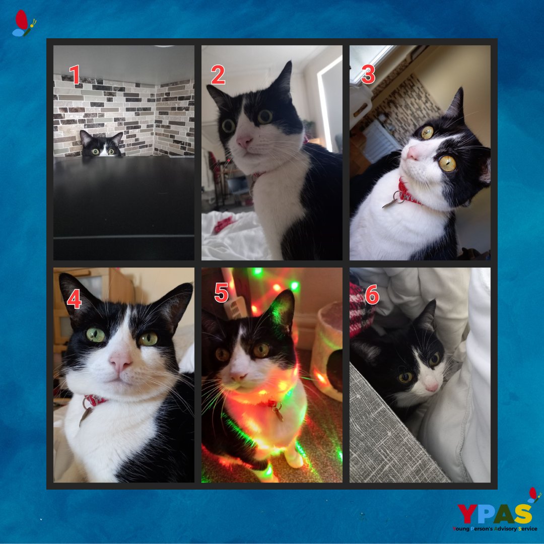YPASLiverpool's tweet photo. Friday check in - On a scale of Mia Cat - How are you feling today? #Fridaycheckin #Socialemotional #howdoyoufeeltoday https://t.co/2v10rRuEUH