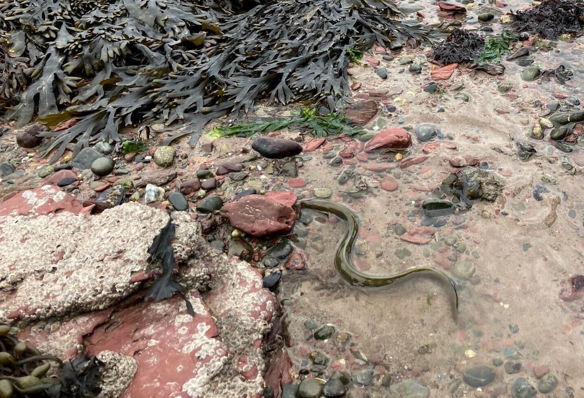 Amazing work in Dale (South Wales, UK) on a guided Seagrass walk 🌊🌱🏴󠁧󠁢󠁷󠁬󠁳󠁿! We were also supported by @Windsweptwatersports, @celticdeep, @fscdalefort and @cymrusurfersagainstsewage. Thanks all! #dale #assemblies #engagment #seagrass #oceanconservation #safeocean #education