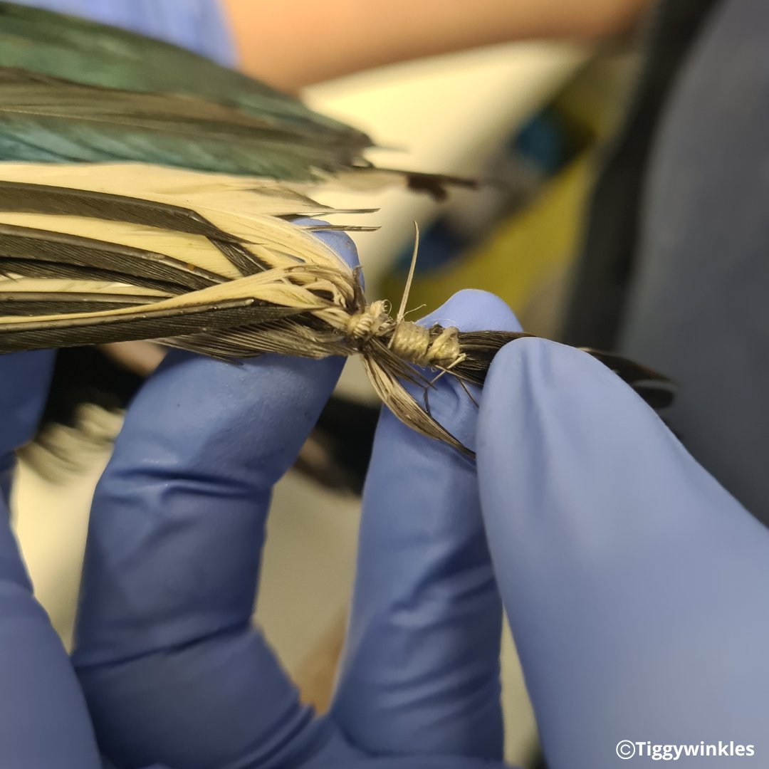 This magpie was found hanging from a tree, caught in some string. It was wrapped tightly around her feathers, preventing her from flying. We removed the string & fortunately there was no lasting damage. She'll stay with us for a short period before release back to the wild.