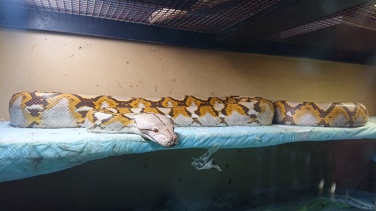 kennyibaraki's tweet image. 現在3.5~4mくらいになったような、そうでもないような、もっと育ってるようなの
よく分からないアミメニシキヘビ
#retic
#reticulatedpython
#レティック
#アミメニシキヘビ
#特定動物
#Malayopythonreticulatus