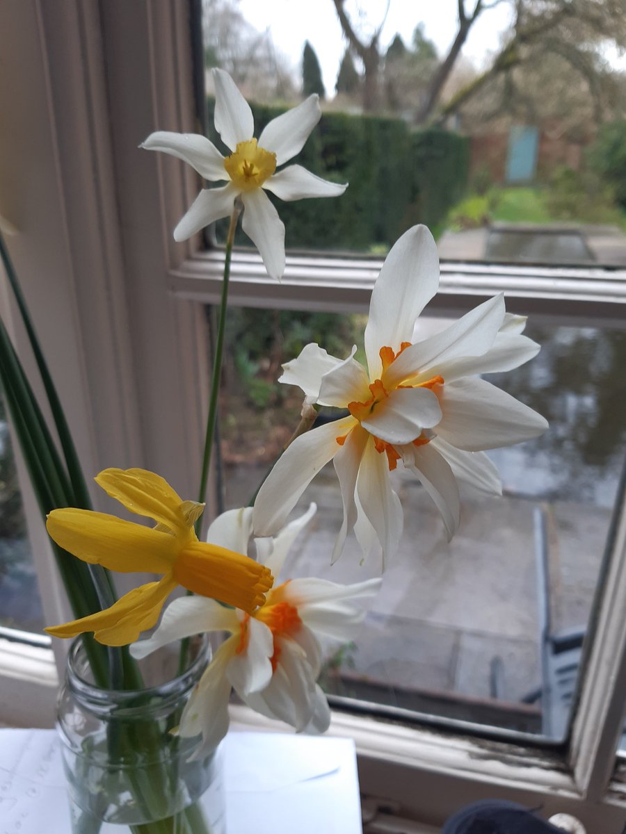 CBeale1's tweet photo. Much enjoyed sharing tales of #daffodil breeding with Weobley & District gardeners last night. Took along #Backhouse Insulinde, Little Witch & Mrs Langtry; & a Wilson selection plus Miss Evelyn's Rustom Pasha (named after a racehorse of the Aga Khan 🐎)
#Narcissus #Herefordshire https://t.co/Dk6ihAC5Wq
