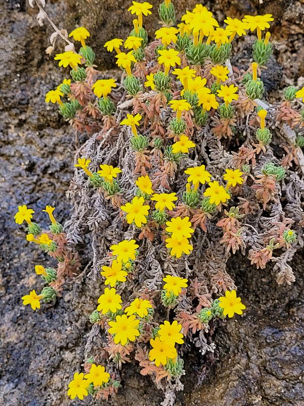 Dionysia revoluta Primulaceae Lordegan, Iran March 9, 2024 Altitude 1600m This specie was seen on wet sandstone rocks(so close to the river) #Dionysia #Primulaceae #botany #Ecology #wildflower #Iran #gardening #rockgarden #flower #SRGC