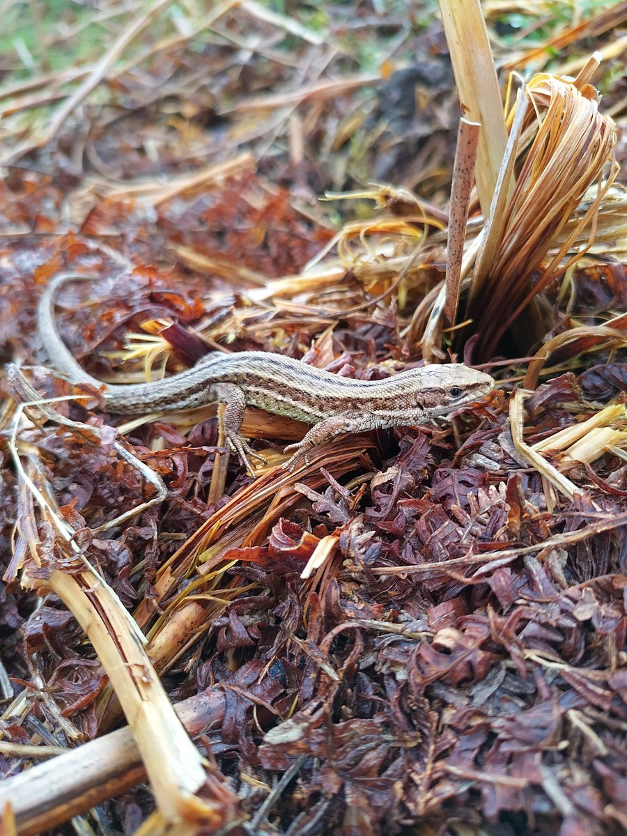 Common lizard, spotted amongst bracken brash in the Coquet Valley yesterday. What a beauty! @NlandNP @ARC_Bytes @ARGroupsUK #lizard #native