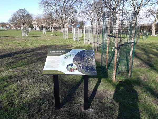 The arboretum in Leith Links has now been finished off with the installation of 5 interpretation panels about the 52 different trees species that have been planted. There is specific information about the areas that the trees are located across the world.