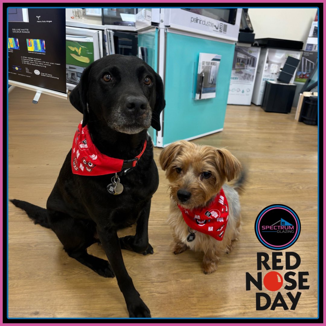 spectrumglazing's tweet photo. The office doggos all ready for Red Nose Day today 🐶🐾🔴

#rednoseday2024 #officedogs #labrador #yorkshireterrier #charity #ComicRelief https://t.co/WrqllFscMW