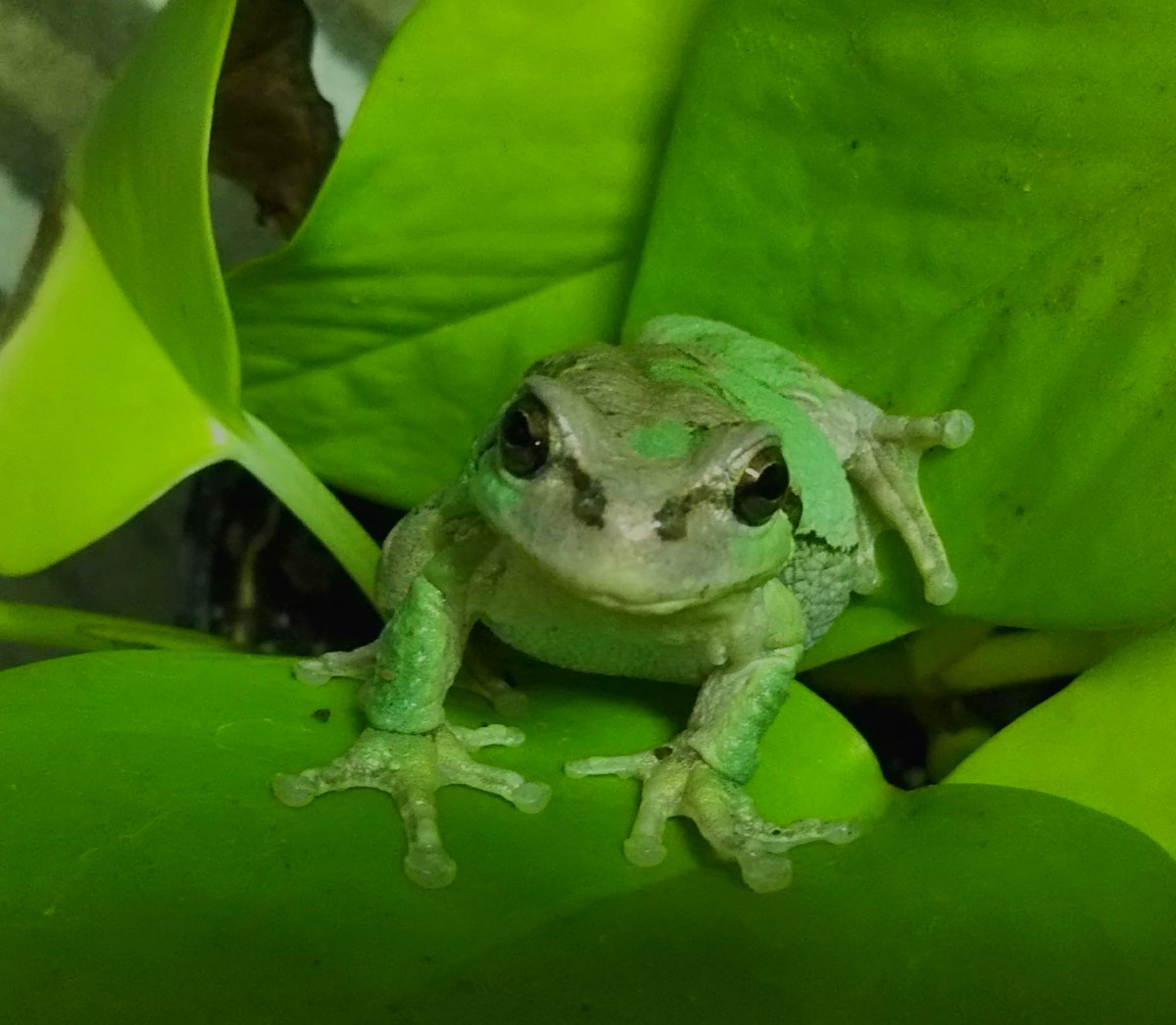 カエルの取引 Mickey&Gon新座店 アクアリウム＆エキゾチック on X