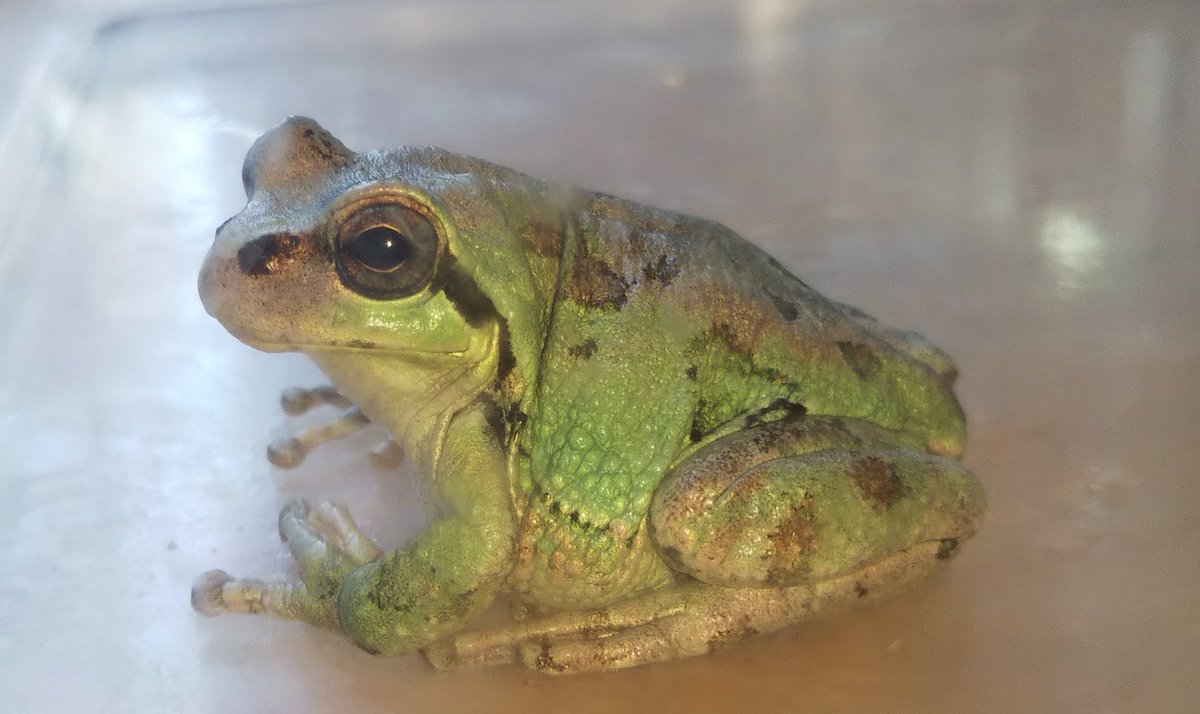 カエルの取引 Mickey&Gon新座店 アクアリウム＆エキゾチック on X