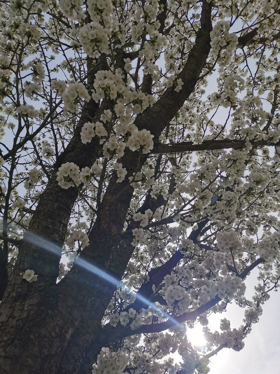 Sekerati_MEVT's tweet image. Çırılçıplak olmadan,

Allahla temasın olamaz!.

İçindeki " Allah " putlarını dahiiii... Kırmalısın!.

#NatureBeauty

#NaturePhotography

#AmazingTree