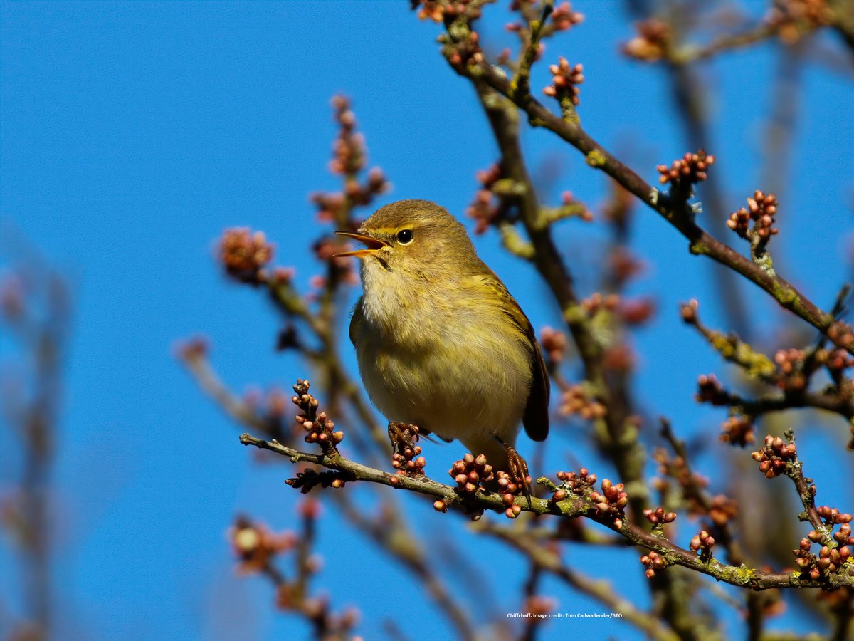 Breeding Bird Surveys tweet media