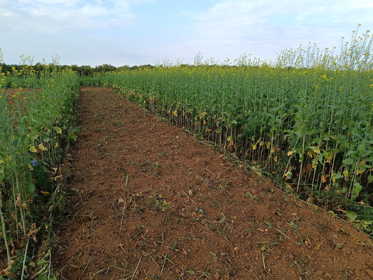 BrunDam57's tweet photo. #CasdarAGILE teste également des itk dans les situations d'impasse au glyphosate comme l'ACS (ici, un essai à Boigneville). Des suivis de la flore, de la culture et du sol y sont réalisés @Arvalisofficiel @terresinovia @InstitutAgroMtp @CUMAFrance @apad_contact @Agri_Gouv https://t.co/pXZB4hItaT