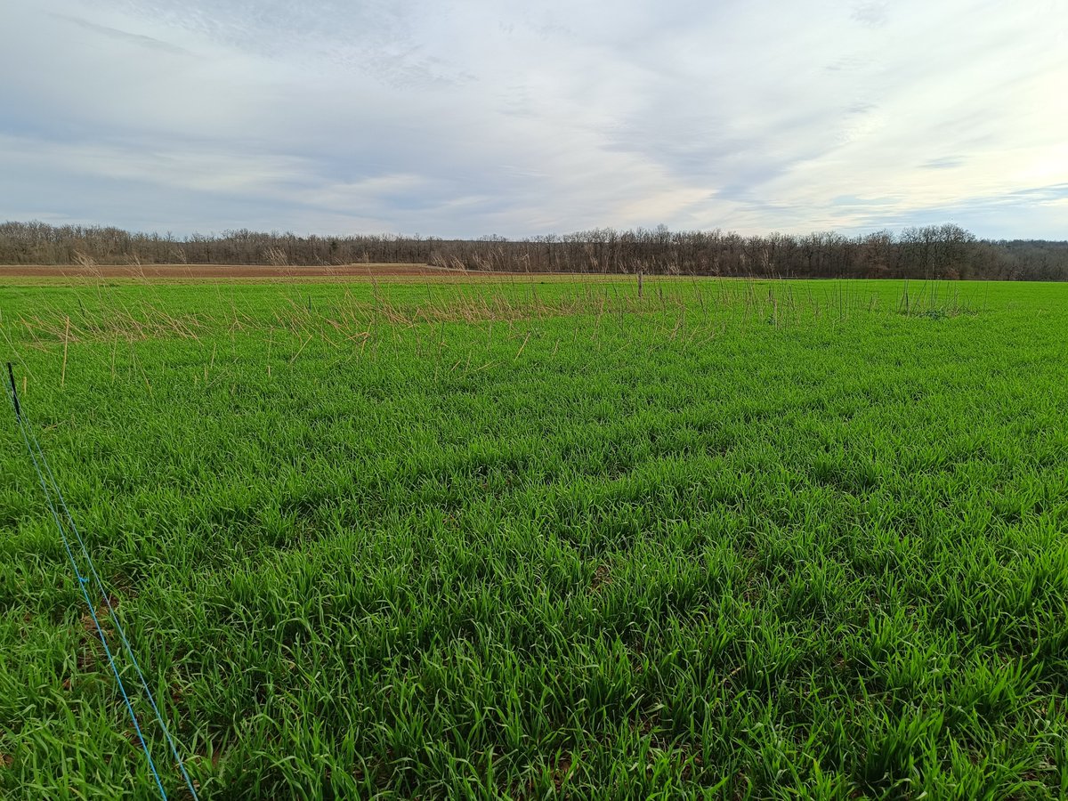 BrunDam57's tweet photo. #CasdarAGILE teste également des itk dans les situations d'impasse au glyphosate comme l'ACS (ici, un essai à Boigneville). Des suivis de la flore, de la culture et du sol y sont réalisés @Arvalisofficiel @terresinovia @InstitutAgroMtp @CUMAFrance @apad_contact @Agri_Gouv https://t.co/pXZB4hItaT