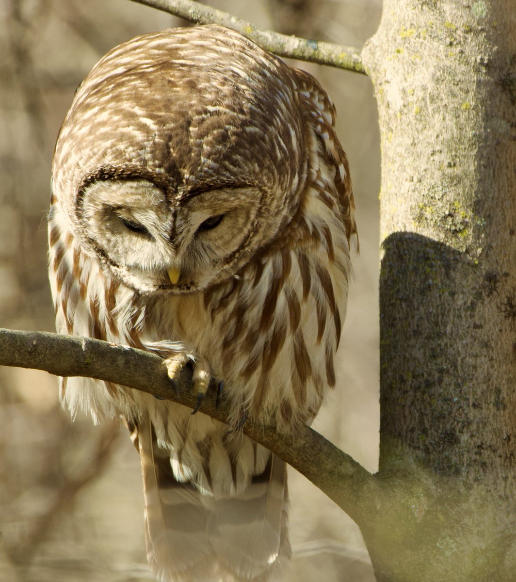 #TwitterNatureCommunity #BarredOwl #Owls #Wildlife #Focus #Nature #Photography #Friday #Weekend 
Good morning. Have a great day everyone.