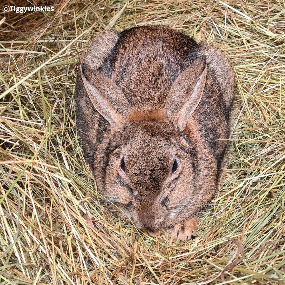 This rabbit came in with Myxomatosis; a severe & often fatal disease causing swelling, redness & ulcers around the eyes, nose & genitals, breathing problems & loss of appetite. We're delighted this bunny has pulled through & is on her way to making a full recovery.