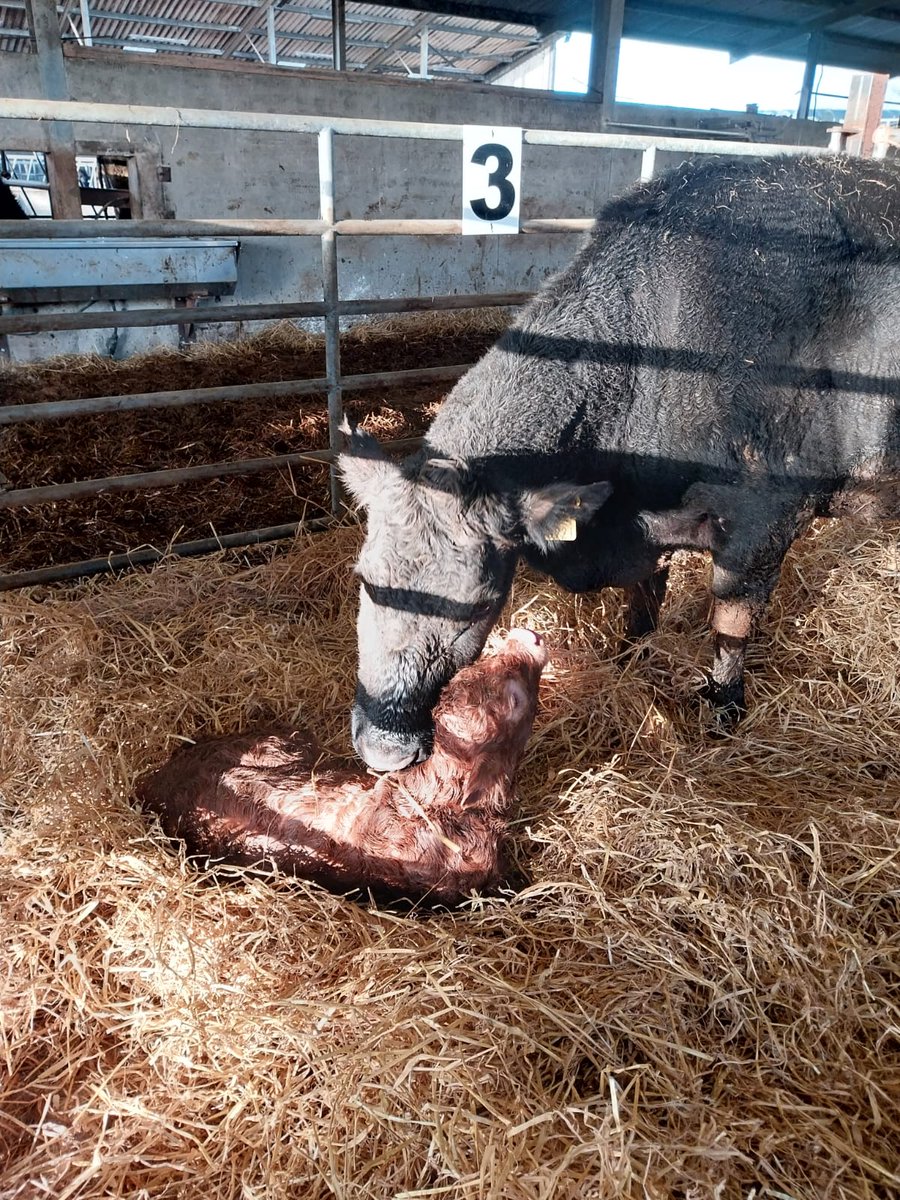 At #NewfordFarm,Calving activity has been in full swing over the last number of weeks. 68% of the Newford herd calved within the first 5 weeks (up to 3rd March) with the first cow calving on the 29th of January. 75 cows out of 91 in-calf animals have calved (up to the 15th March)