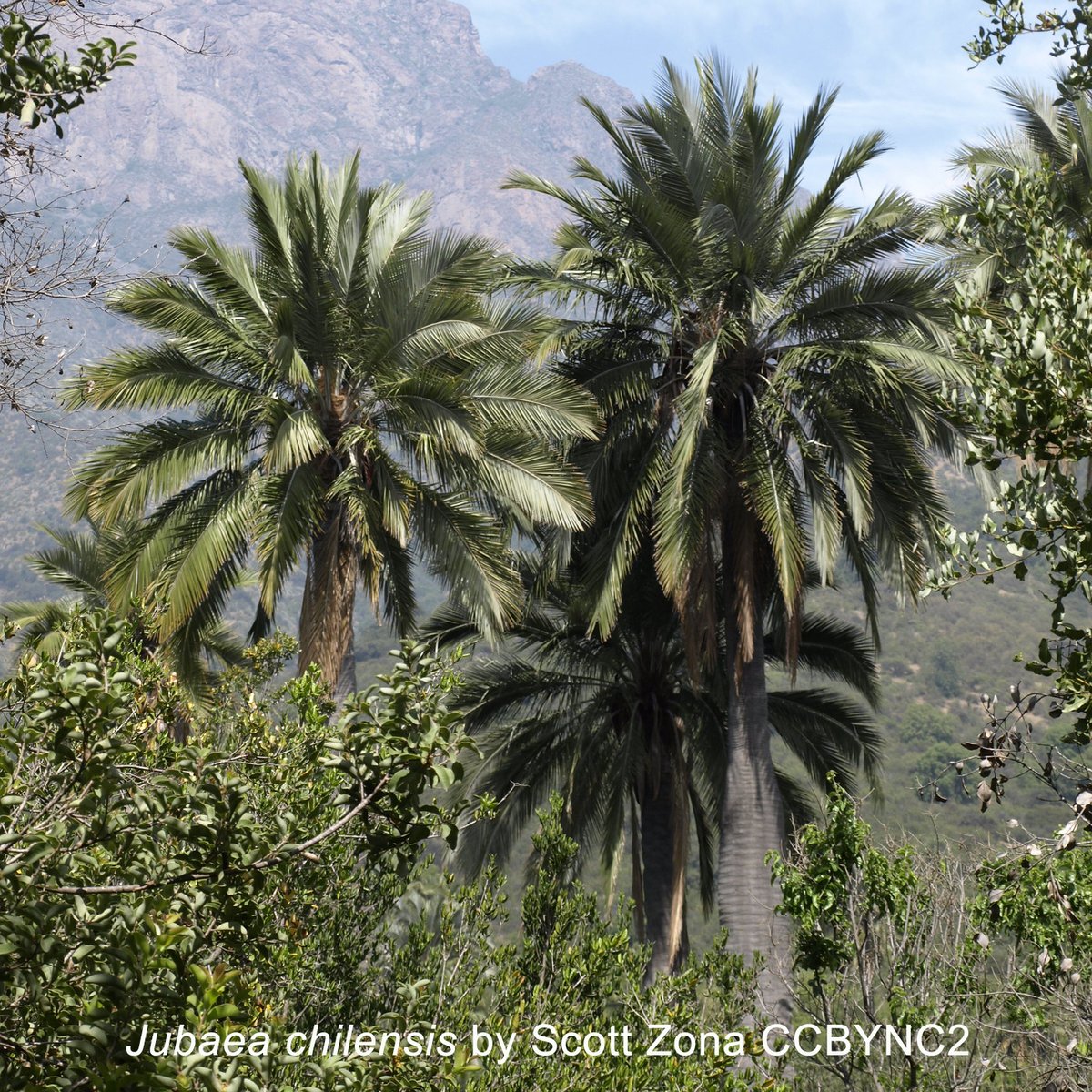 On this day in 1794, the Father of Palms, Carl Friedrich Philipp von Martius, was born. Today is International Palm Day, a day to recognize the plight of endangered palms, their fragile ecosystems, and their roles in the environment. Join us in celebrating palms! #PalmDay