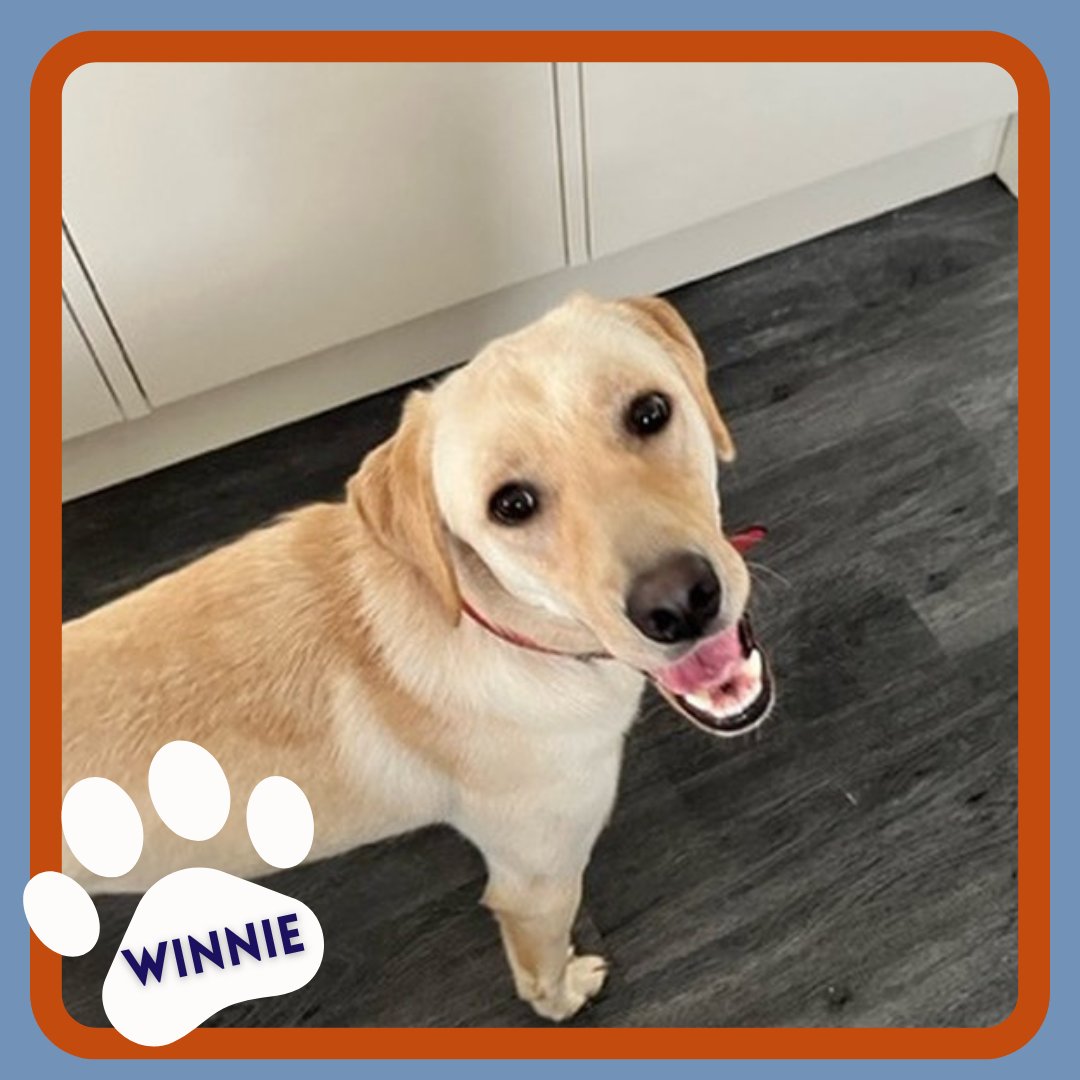 Look who landed at Heathrow with a wagging tail! Winnie the pawsome Lab just arrived safely all the way from Toyko!  

Getting ready to explore her new home - thanks for trusting #SkyKennels with your fur baby's big move!  #pettravel #pettransportation #animaltransportation