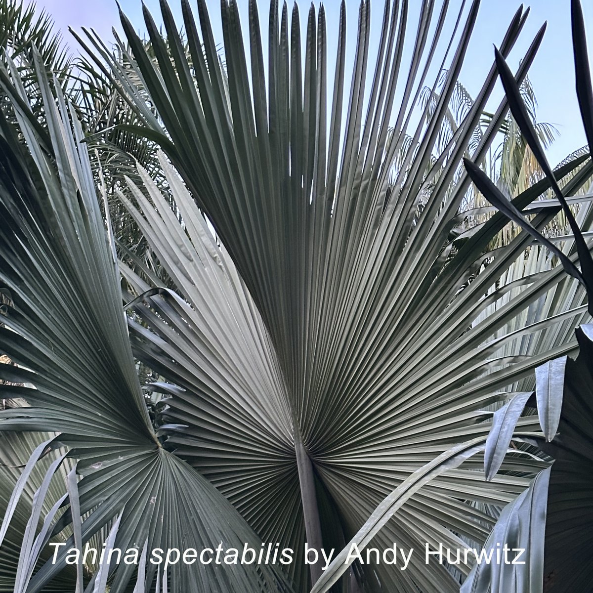 Did you know one of the most amazing and endangered palms in the world was discovered through a posting on our PalmTalk forum? Posted photos of Tahina spectabilis led botanists to this amazing palm, & we helped conserve it through our Save the Species campaign. #PalmDay