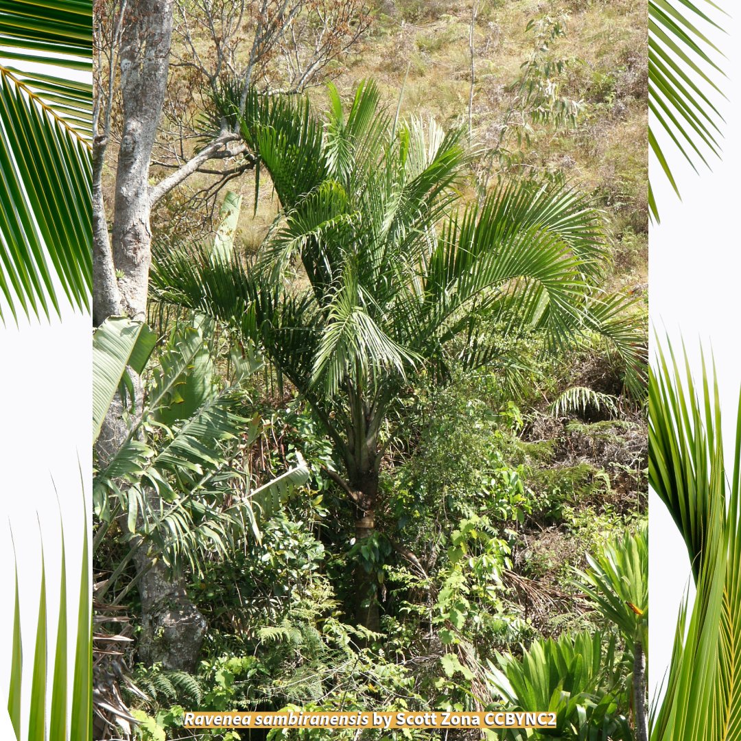 Palms at risk! Research published in 2014 found that 83% of 192 endemic palms in Madagascar are threatened, nearly 4x the proportion estimated for plants globally & exceeding the rate for all other plant groups in Madagascar. Habitat destruction is a huge problem. #PalmDay