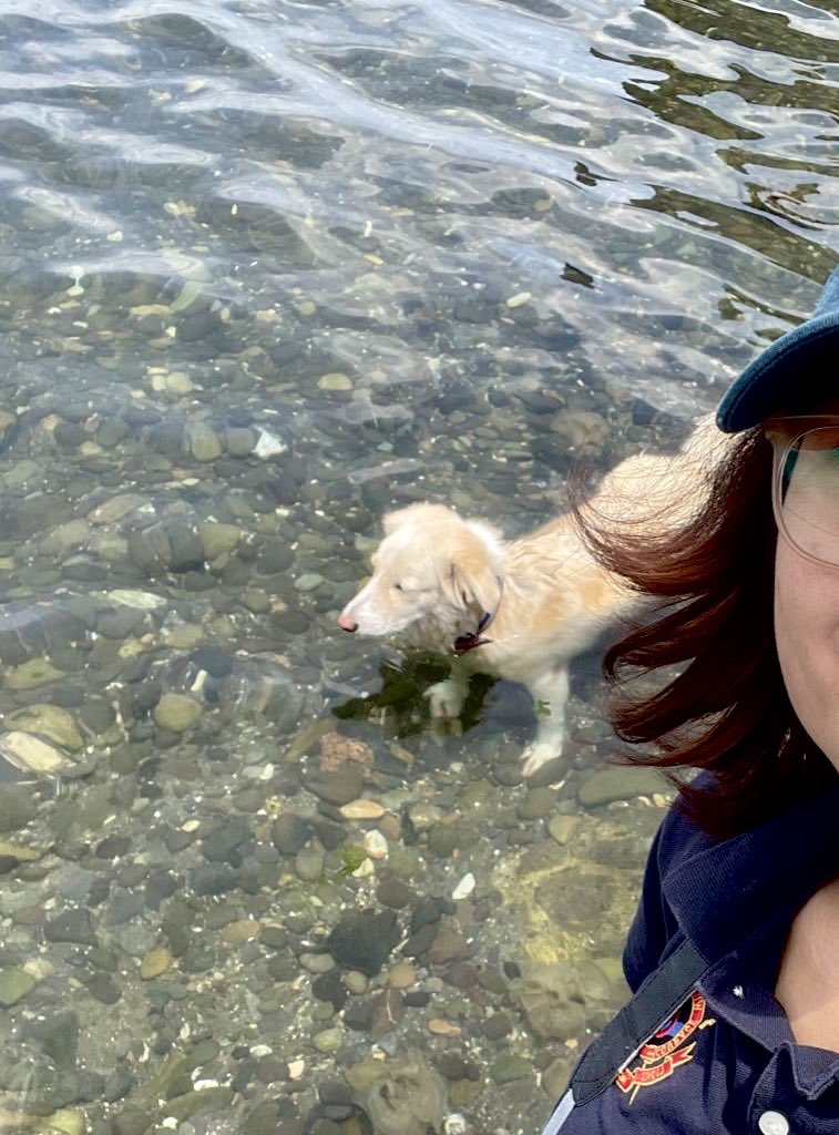 bettafice's tweet photo. this doggo can swim ☆ 

#archivetwt https://t.co/5yjkMelqnA