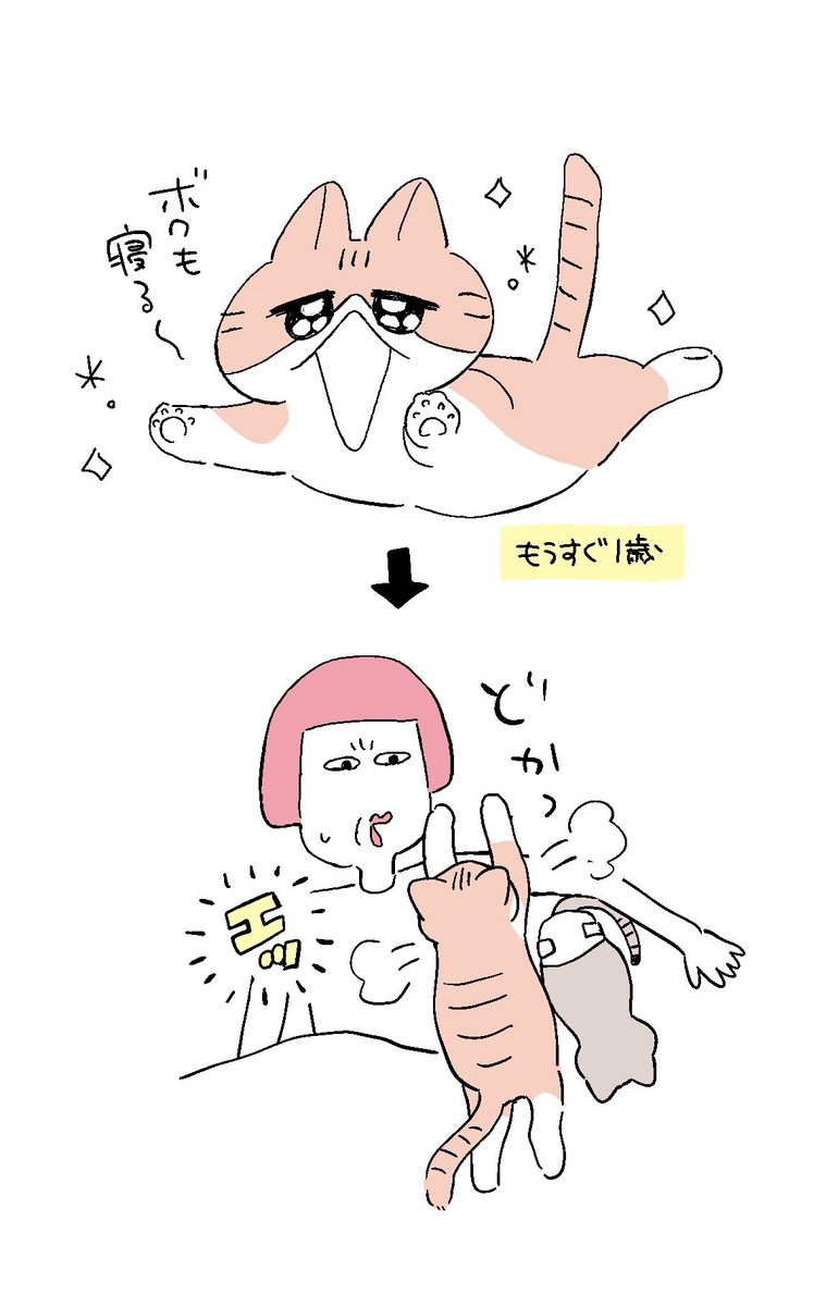 おむつデビューした猫と甘えん坊猫 