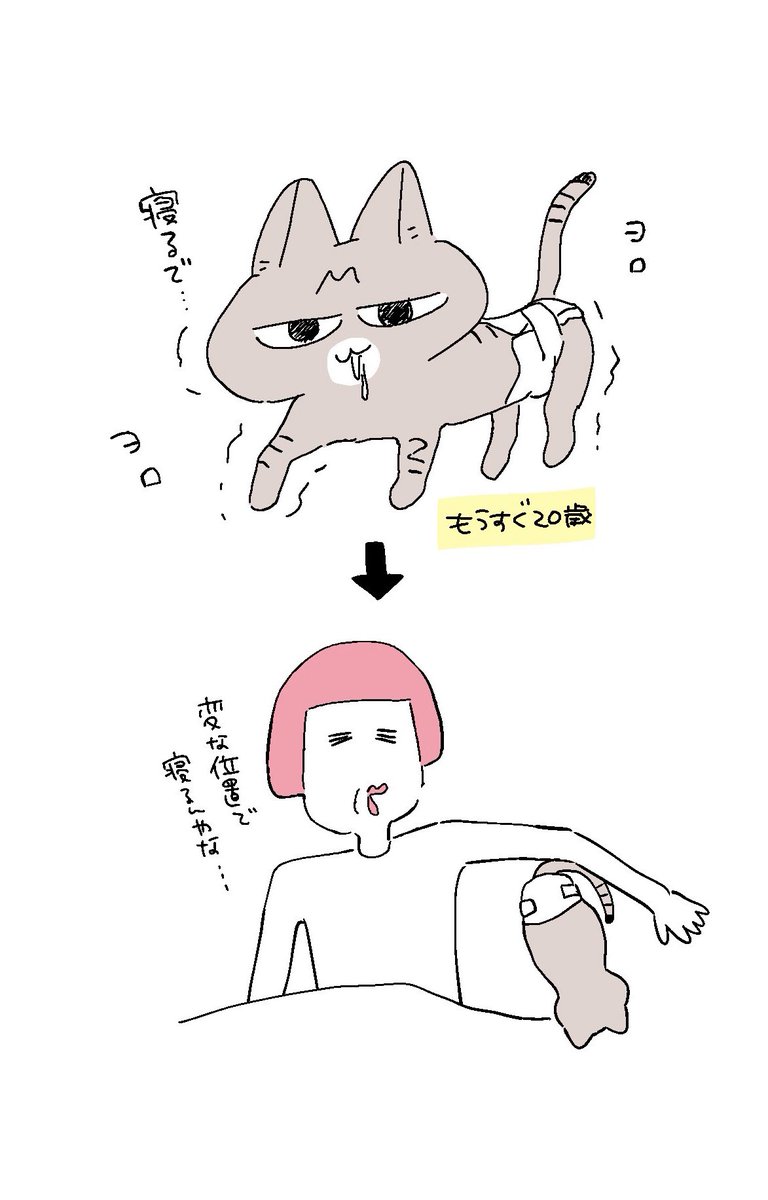 おむつデビューした猫と甘えん坊猫 