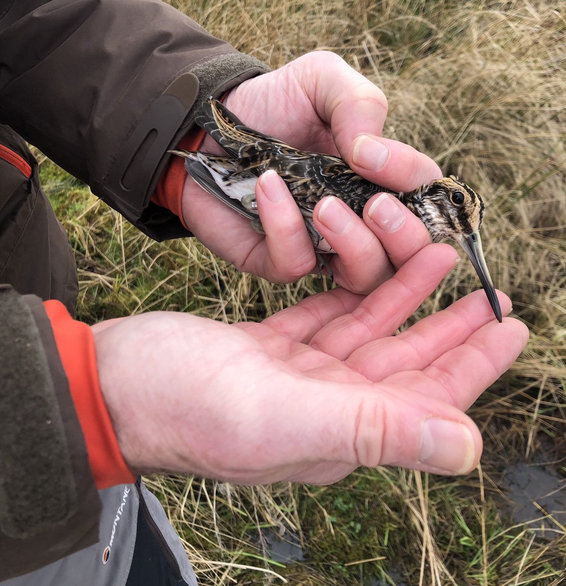 Last year we had our Bob (should be call Sink not Bob🌊😄) out on his fust JackSnipe catch. 
He didn’t realise we place them back where we find them & he released it from the palm like a passerine !☺️
Here’s1 ⬇️after ringing nestled back in its roost spot exactly to the inch 😎
