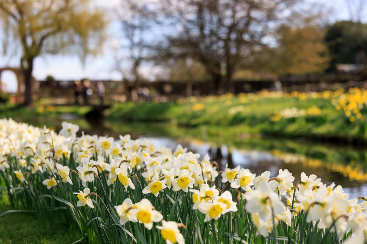 Did you know that Hever Castle is a partner garden with @The_RHS? Due to the M25 closures this weekend, we are allowing RHS Members entry on Sat 16 & Sun 17 March. 💛