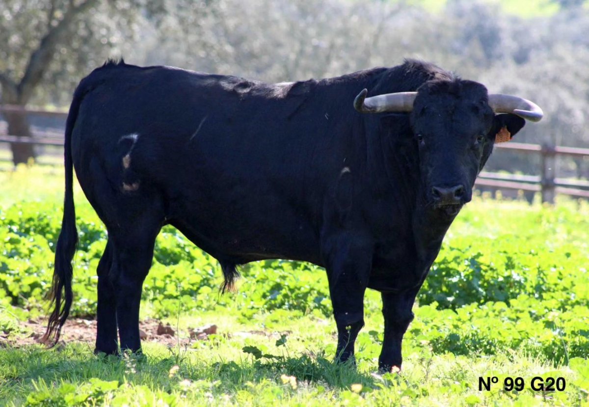 Arènes d'Arles tweet media