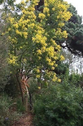 Acacia dealbata makes a charming pot plant until it becomes too large and has to be transferred into a tub or else planted out in the open ground. #gardening gardenofeaden.blogspot.com/2014/03/the-mi…
