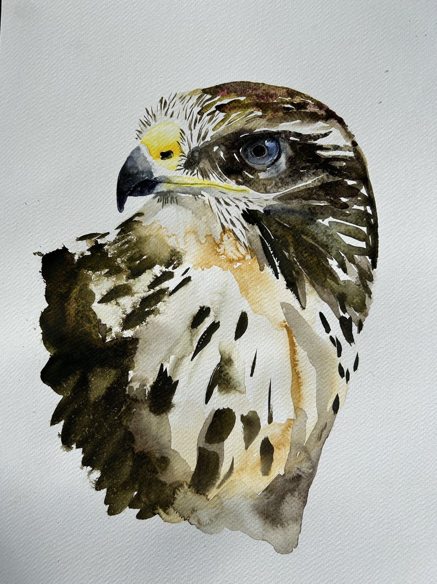 It’s International Buzzard day, so in salute I painted this juvenile common buzzard, now the UK’s most common bird of prey. Not that long ago, they were fairly unusual. So hats off to all you buzzards. #vultureawarenessday @nancy_sorrell