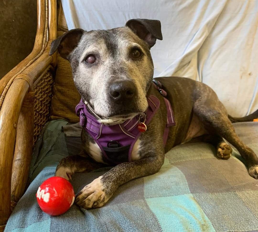 We really don't understand how our beautiful boy Achilles is still waiting for his special someone to notice him. Could I beg a favour today please and ask you to share him for me 🙏 More info is available via this link seniorstaffyclub.co.uk/adopt-a-staffy… ♥️♥️♥️ 
Thank you! #TeamZay #dogs