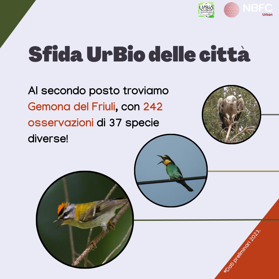 urbio_project's tweet photo. La seconda città che ha contribuito maggiormente al #monitoraggio UrBio è stata Gemona del Friuli, grazie al prezioso contributo dei #volontari che hanno raccolto 242 #osservazioni di 37 #specie diverse. Un sincero ringraziamento a tutti coloro che hanno collaborato! https://t.co/P0I1qXUsoK
