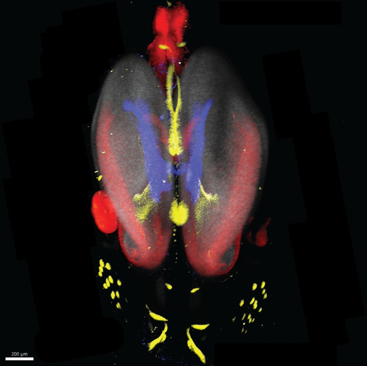 PhD student @danafd at our lab performs 3D multi-plex RNA-FISH using the HCR method to study patterning in the developing forebrain. This is a top view of the forebrain of an E12.5 mouse embryo showing the expression of Foxg1 (gray), Pax6 (red), Wnt8b (blue), and Shh (yellow).