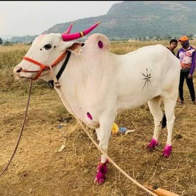 𝕏𝕏 🇮🇳आझादभारत🇮🇳 𝕏𝕏 (@azadbharat321) on Twitter photo #बैल_शर्यत
एक ना एक दिवस लोकांसमोर सत्य येतच.
बैल शर्यत बघायची युवकांमध्ये किती क्रेझ आहे बघा.....
RG पेक्षा बैला ला माझ्या महाराष्ट्र मध्ये हे प्रेम मिळालं
❤❤
<a href="/RahulGandhi/">Rahul Gandhi</a> 🔥🔥🔥
😂😂😂😂😂😂😂 #बैल_शर्यत
एक ना एक दिवस लोकांसमोर सत्य येतच.
बैल शर्यत बघायची युवकांमध्ये किती क्रेझ आहे बघा.....
RG पेक्षा बैला ला माझ्या महाराष्ट्र मध्ये हे प्रेम मिळालं
❤❤
<a href="/RahulGandhi/">Rahul Gandhi</a> 🔥🔥🔥
😂😂😂😂😂😂😂
