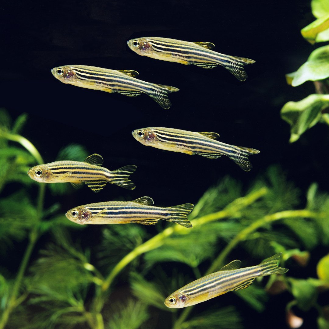 Wild-caught zebrafish exposed to either olfactory or visual predator cues were shown to exhibit greater cohesion, polarization & velocity, suggesting anti-predator responses are sensitive to the number of cues provided! 🐟👇 academic.oup.com/biolinnean/art… @LinneanSociety @OxfordJournals