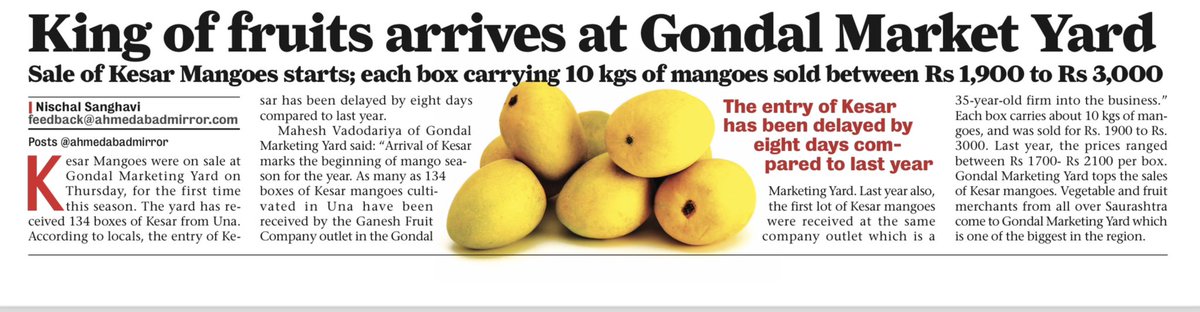 NischalSanghavi's tweet image. The King of fruits has arrived #Kesar #Mango 

My report today in @ahmedabadmirror