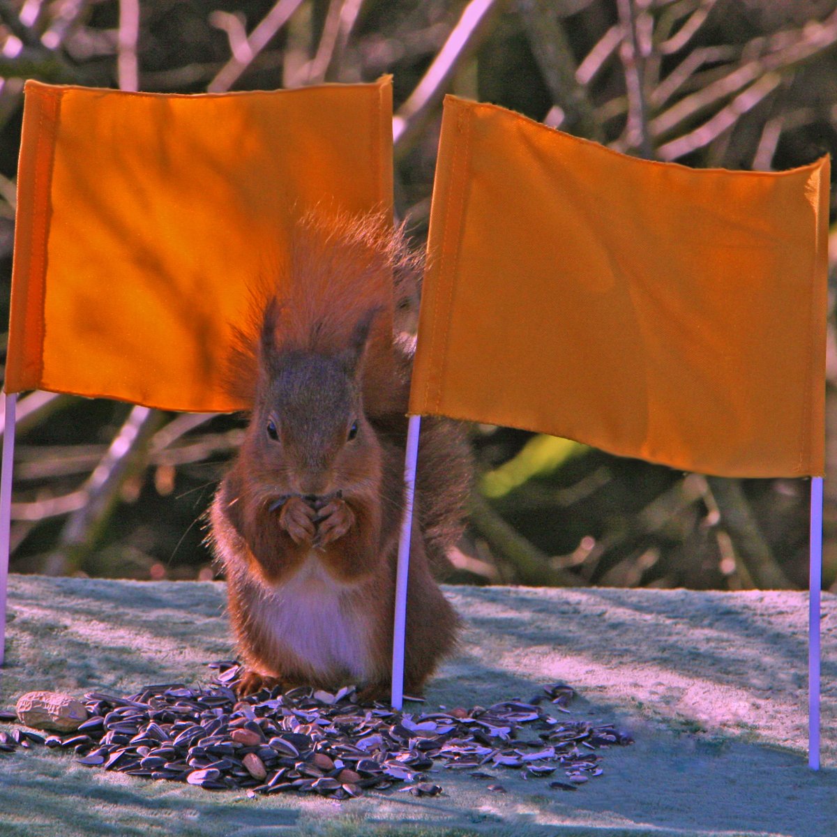 Some people at Lowther are jumping the gun... 
OR - a celebration in gold. 19th April - 6th May. <a href="/rougeit/">Steve Messam</a> 
lowthercastle.org/visiting/or/