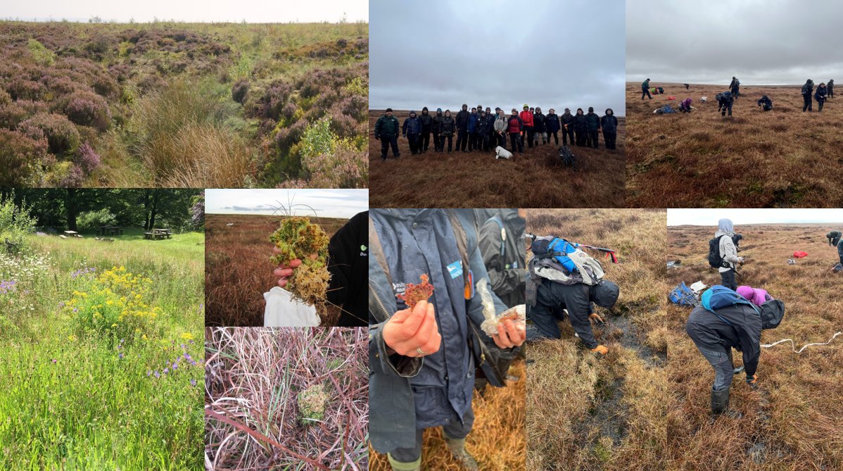 This week we celebrated planting the one millionth sphagnum moss plant at Dove Stone. We have been working in partnership with RSPB since 2010, to restore the landscape and build resilience. The benefits of sphagnum moss are huge and we are so proud to have hit this milestone.