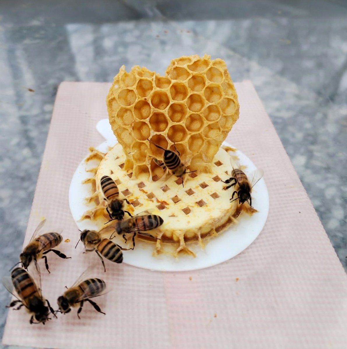 For the love of honey ❤️🐝🍯

#honey #bees #vineyardlifestyle #vineyard #vineyards #meaumemoments #lifestyle #winerylovers #winery #wine #winelovers #winecountry #vino m #wein #chateaulife #winelife #bordeauxvineyard #winelover #bordeauxwine #vineyardviews #winedestinations