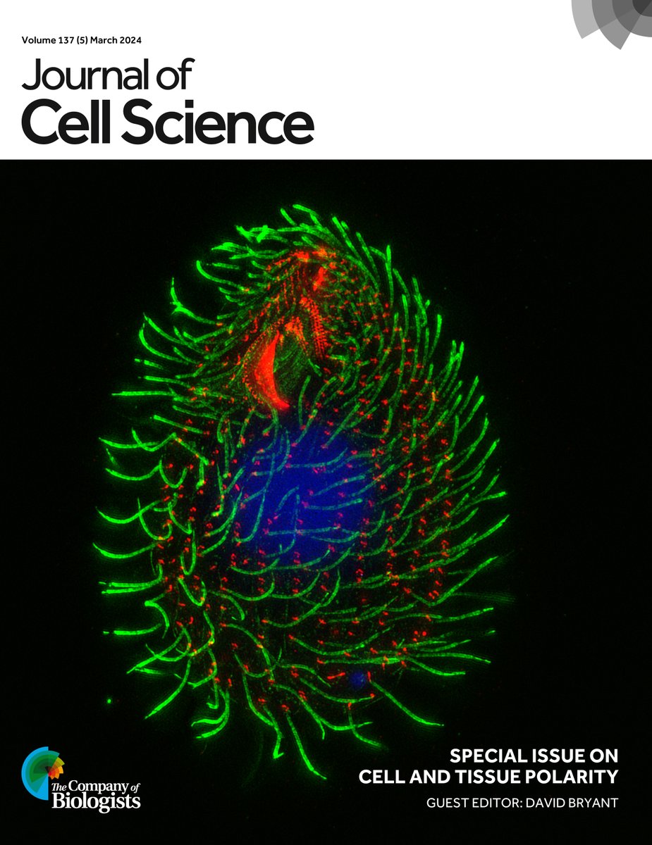Our #JCSCellandTissuePolarity Special Issue is now complete! Explore our ToC here: journals.biologists.com/jcs/issue/137/5 On the cover: SIM image of the ciliate Tetrahymena thermophila labelled for polyglycylated tubulin (green) and centrin (red). See Lee et al. journals.biologists.com/jcs/article/13…