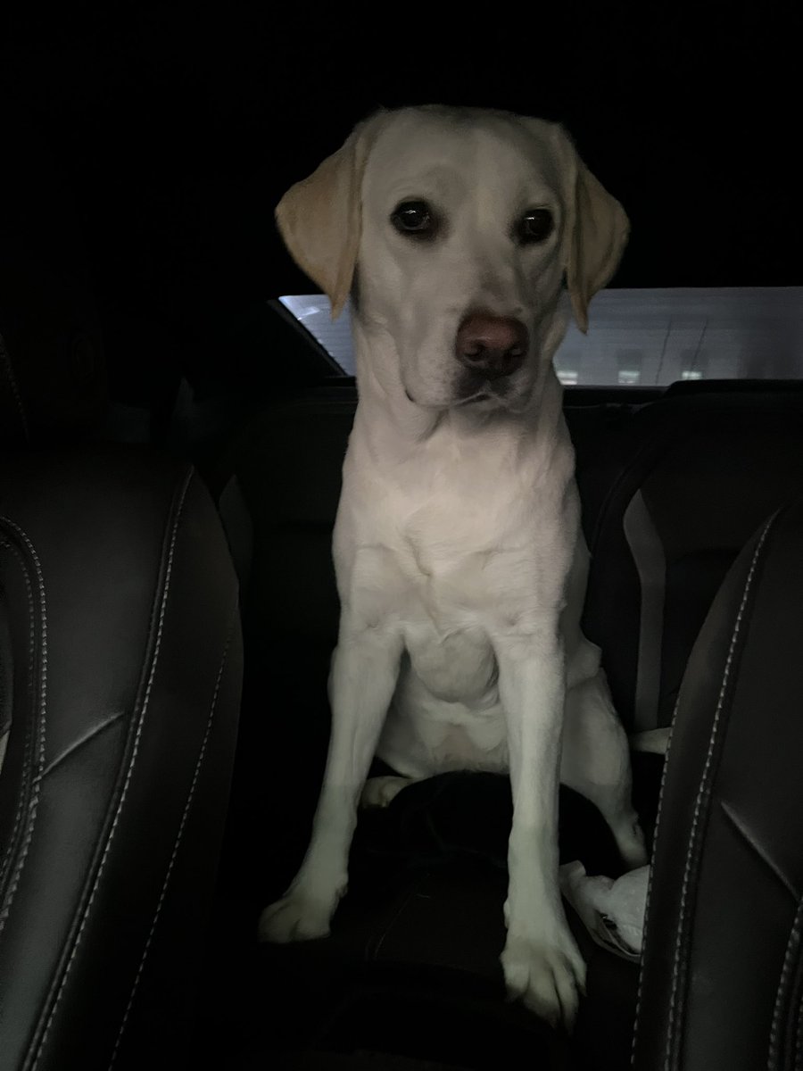 Masaru_camaro's tweet photo. そーいや、カマロで走ってたら道端に首輪してない迷子犬がヒッチハイクしてたからカマロ乗せてあげたけど、なんか怪しくて通報したら警察に持ってかれた。 https://t.co/5eQ9w37aoR