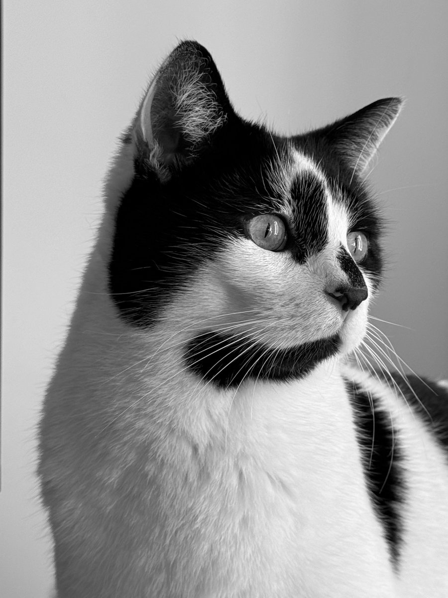 #CatNoirFriday ... because B&W is just the best!  #CatsOfTwitter