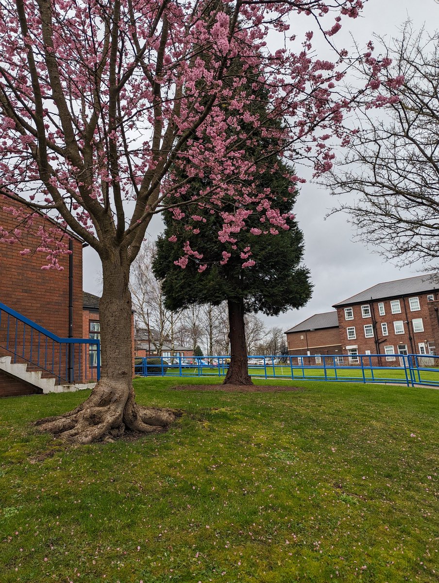 OakwellOT's tweet photo. Had a nice walk with patients this morning, we're glad to see spring is returning ☺️ Even had someone sketch these lovely blossoms! https://t.co/n1gtl66xuM