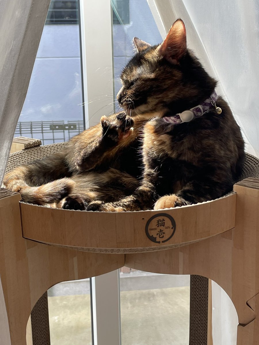 キレイにするにゃ❗️
#猫
#猫の居る暮らし