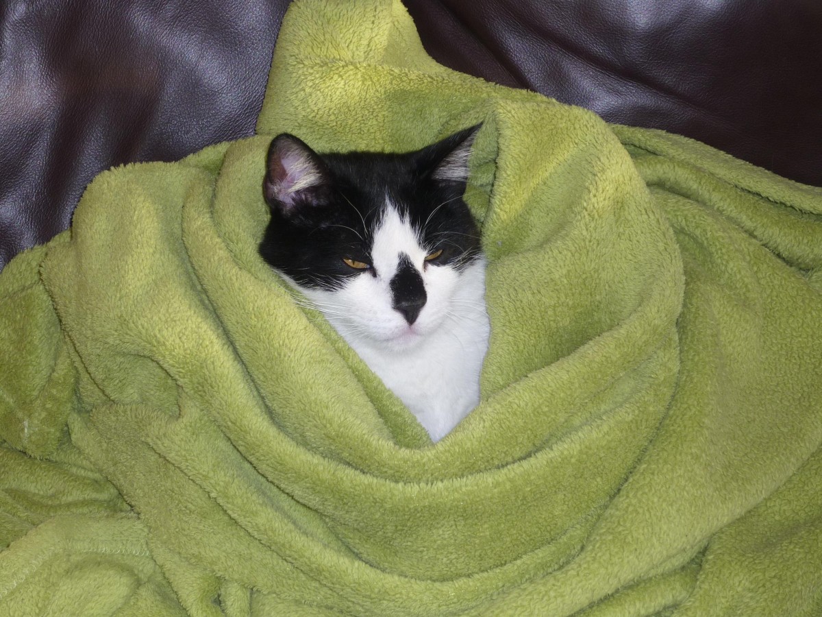 OpenResearchUoA's tweet image. Here&apos;s the #GreenOpenAccess cat. Cozy!